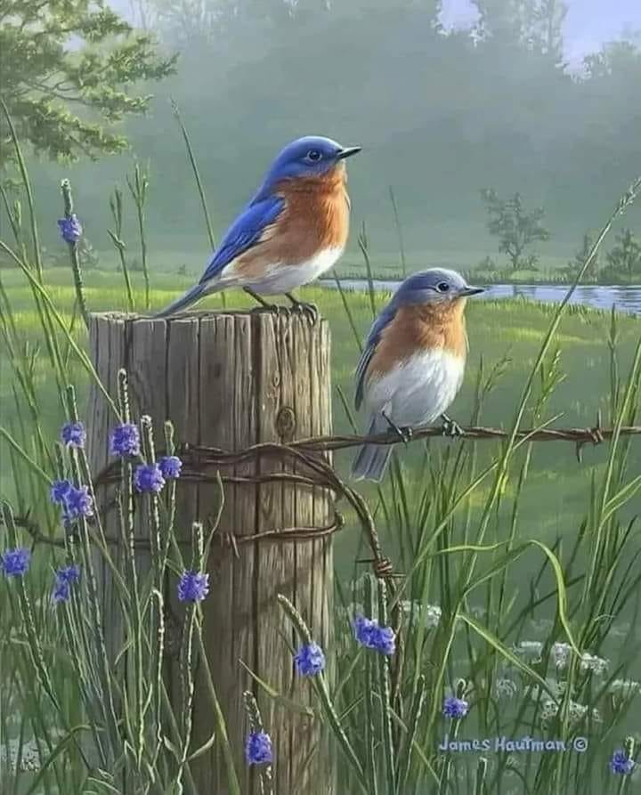 mei lan