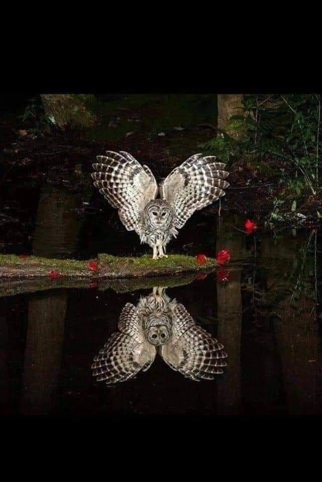 mei lan